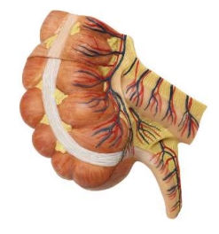 A485 Intestino ciego y apéndice, 1,5 x tamaño natural, 2 piezas.