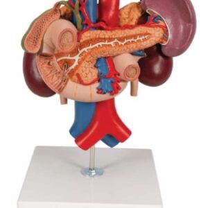 A456 Riñones con órganos posteriores de la parte superior del abdomen (riñón, páncreas, bazo, duodeno, arteria y vena abdominal), tamaño natural, 3 piezas.