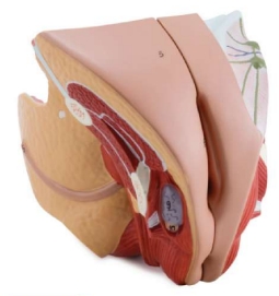 A582 Órgano genital femenino, tamaño natural, 4 piezas.