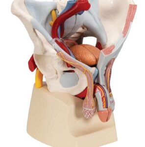 A5753 Pelvis masculina con suelo pélvico, con órganos pélvicos y ligamento, tamaño natural, 7 piezas.