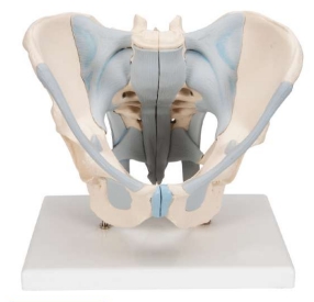 A579L3 Esqueleto pélvico masculino con ligamento, tamaño natural.