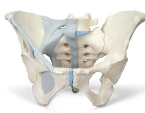 A589L3 Esqueleto pélvico femenino con ligamentos, tamaño natural.