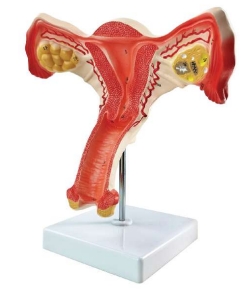 A584C Nuevos órganos reproductores internos femeninos.