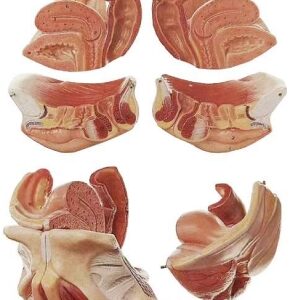 A582B Órgano genital femenino, 4 partes, tamaño natural, montado sobre soporte.
