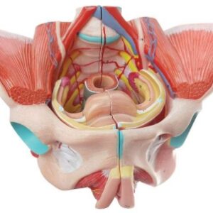 A589V Modelo de pelvis femenina con músculos del suelo y órganos pélvicos, de tamaño natural, 4 piezas.