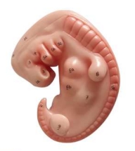 A606 Embrión humano aproximadamente 4 semanas, ampliado aproximadamente 25 veces.