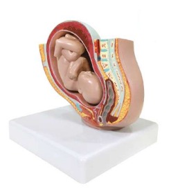 A581-1 Pelvis de embarazo de escritorio con feto maduro, 2 piezas.