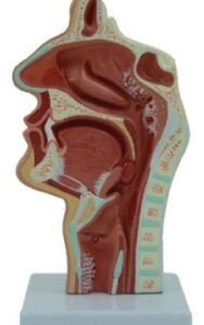 A7521 Modelo de nasofaringe patológica (amigdalitis), 1 pieza.