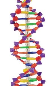 B100 Doble hélice DNA 24 BP modelo 2 vueltas.
