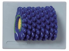 A871-3 Modelo de bacterias en forma de bastón.