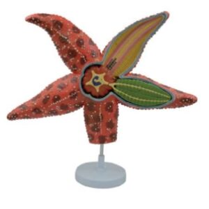 A819 Modelo de estrella de mar.