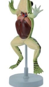 A820 Modelo de anatomía de rana, 3x tamaño natural, 5 piezas.