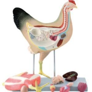 A825 Modelo anatómico de gallina, tamaño natural, 8 piezas.