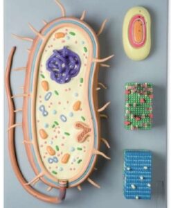 A890 Modelo de bacteria.