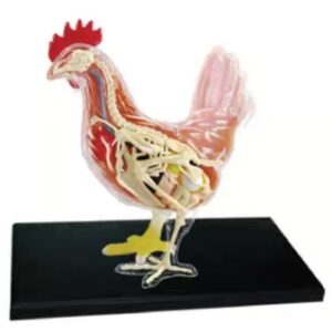 A016-4 Modelo anatómico de gallina.