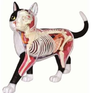 A045-4 Modelo anatómico de gato.
