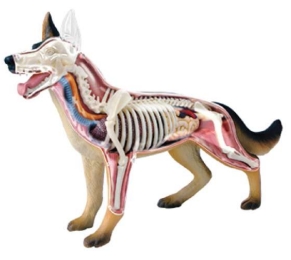 A052-4 Modelo anatómico de perro.