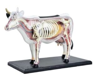 A082-4 Modelo anatómico de vaca.