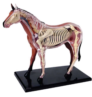 A083-4 Modelo anatómico de caballo.