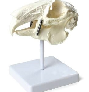 A030-1 Modelo de calavera de conejo con base.