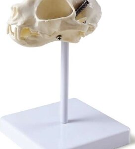 A040-3 Modelo de calavera de gato con base.