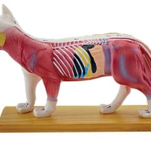 A045-3 Modelo de acupuntura para gatos.