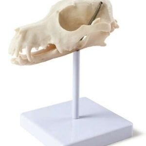 A051-1 Modelo de calavera de perro con base.