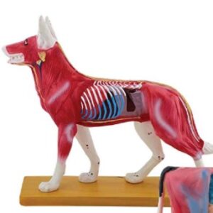 A052-3 Modelo de acupuntura para perros.