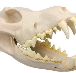 A055B Modelo de calavera de perro grande, con base de madera.