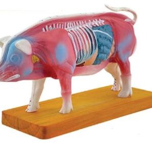 A080-3 Modelo de acupuntura para cerdos.
