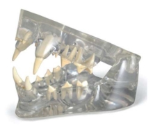 A040-2 Modelo de diente de gato transparente.