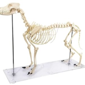A050 Esqueleto de perro grande, de unos 100 cm de tamaño (del cráneo a la cola).
