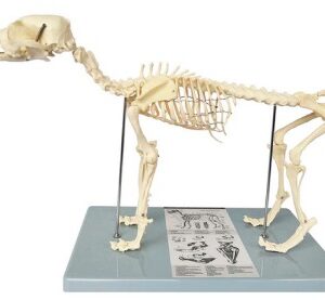A051 Esqueleto de perro, tamaño pequeño de 60 cm.