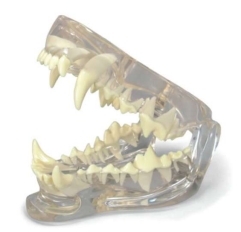 A055-2 Modelo de dientes caninos transparentes.
