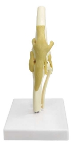 A061 Modelo de articulación de rodilla canina.