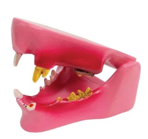 A040-1 Modelo de dientes de gato.