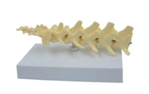 A050-3 Modelo de columna vertebral canina.