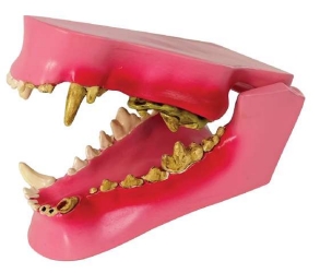 A055-1 Modelo de dientes caninos.