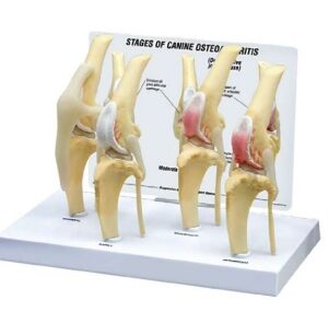 A064 Modelo de articulación de rodilla de perro de cuatro etapas.