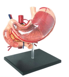 Minimodelo de anatomía del estómago.