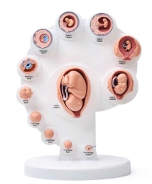 A600IImini Modelo de desarrollo embrionario.