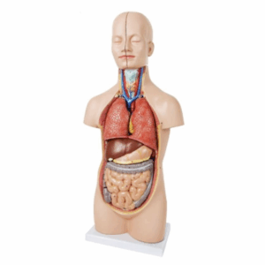 Torsos humanos y modelos musculares