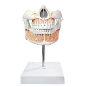 Modelos dentales