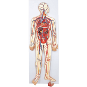 Sistema circulatorio y respiratorio