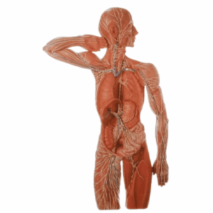 Sistema endocrino y sistema inmune