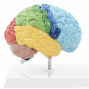 Cabeza y cerebro